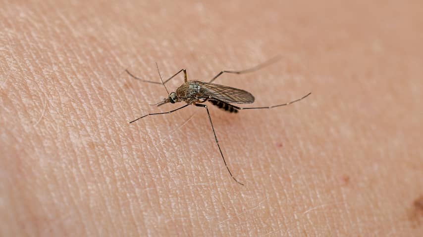 Westnijlvirus bleef bij duizenden Nederlanders onopgemerkt