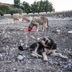 Bijna 3 miljoen Turkse honden 'verdwenen' na invoering dierenbeschermingswet
