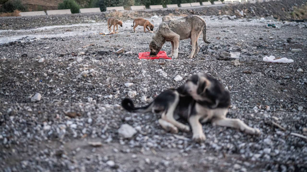 Bijna 3 miljoen Turkse honden 'verdwenen' na invoering dierenbeschermingswet