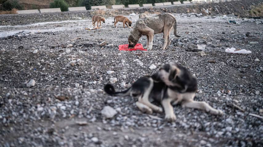 Bijna 3 miljoen Turkse honden 'verdwenen' na invoering dierenbeschermingswet