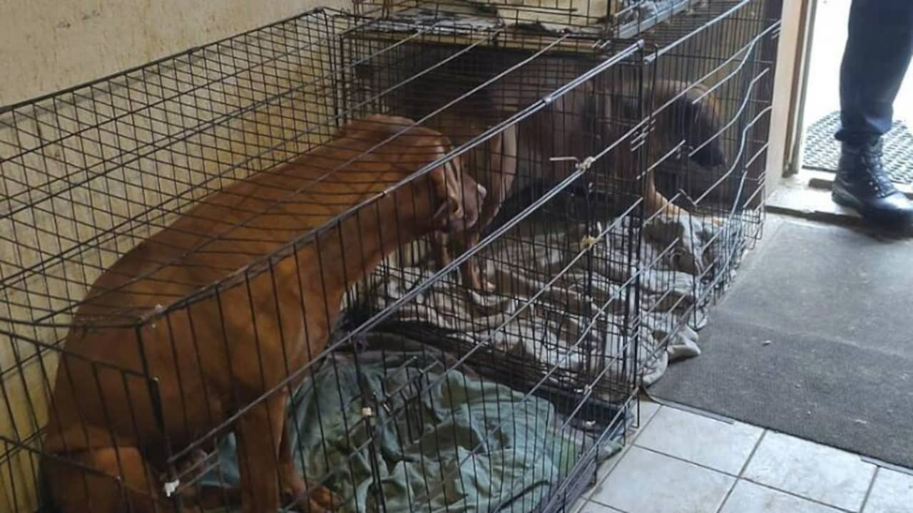 Inspecteurs bedreigd na innemen van 84 honden bij oud-fokker in Overijssel