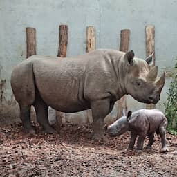 Zeldzame puntlipneushoorn geboren in Safaripark Beekse Bergen