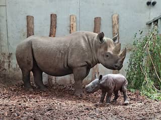 Zeldzame puntlipneushoorn geboren in Safaripark Beekse Bergen