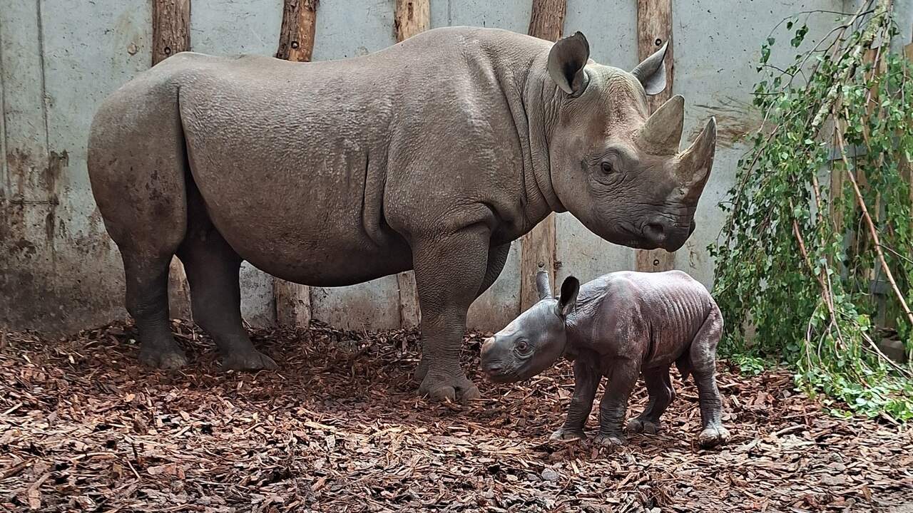 Zeldzame puntlipneushoorn geboren in Safaripark Beekse Bergen