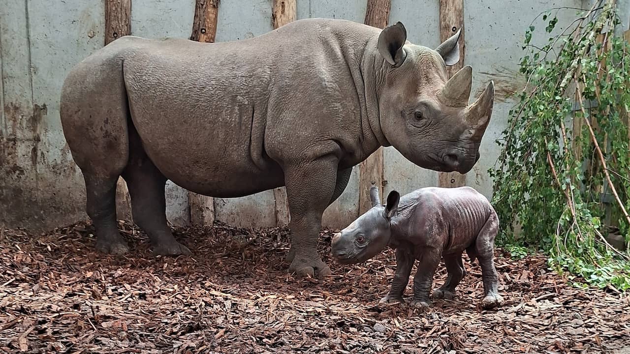 Video | Zeldzame babyneushoorn in Beekse Bergen