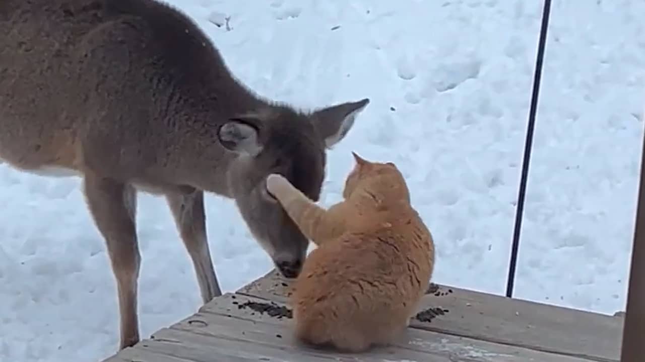 Video | Nieuwsgierig hert krijgt tik op snuit van kat in VS