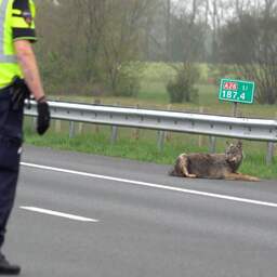 Video | Gewonde wolf ligt op vluchtstrook na aanrijding op Drentse snelweg