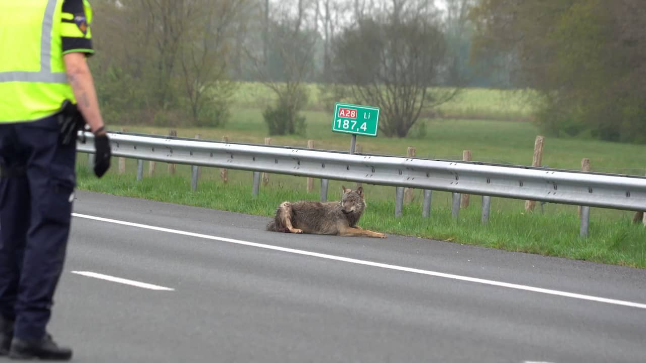 Gewonde wolf op vluchtstrook na aanrijding