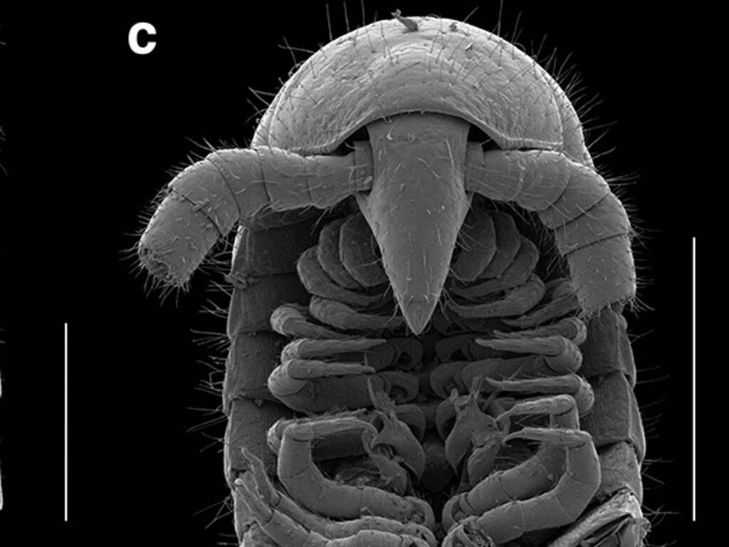 Eerste echte duizendpoot ontdekt met meer dan duizend pootjes