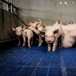 Tientallen varkens lopen los in Brabants dorp nadat vrachtwagen kantelt