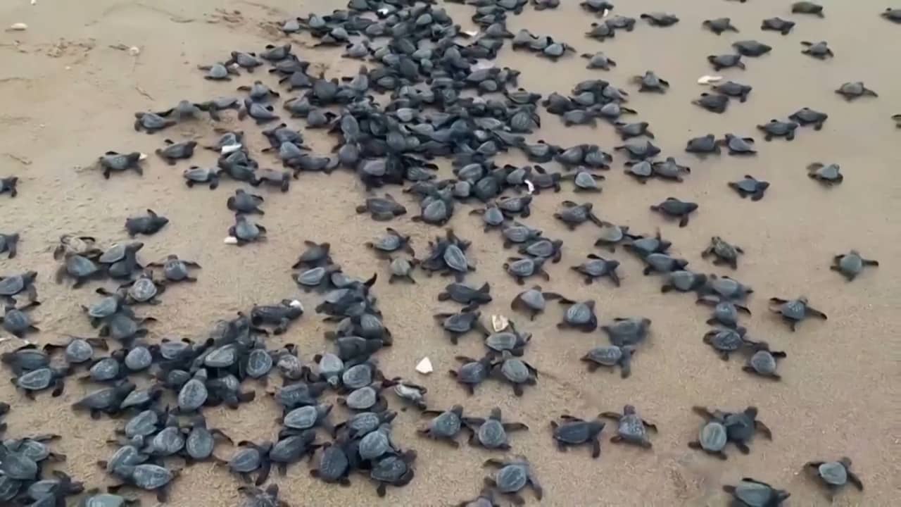 Pasgeboren schildpadden in India kruipen uit ei richting zee | NU.nl