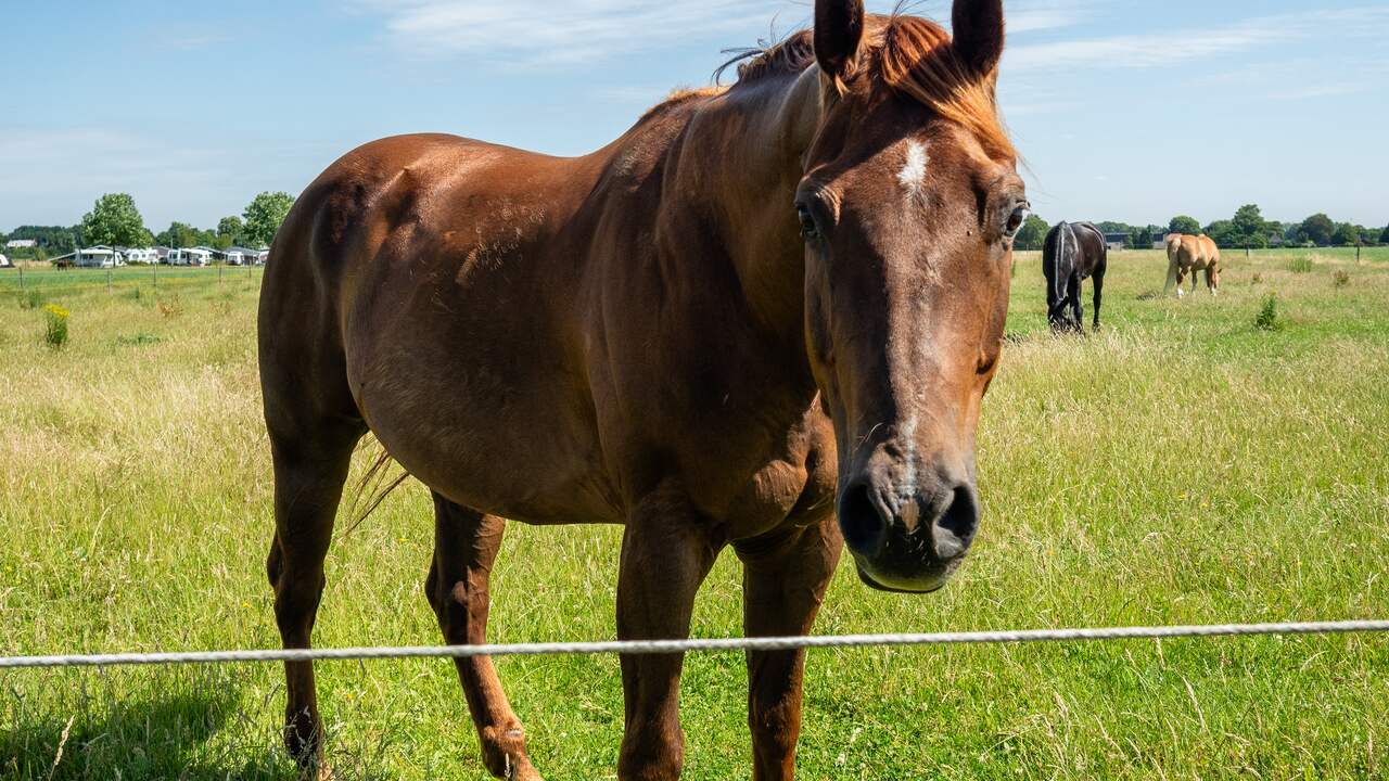 Losgebroken paard botst tegen twee auto's op Texel en overlijdt aan verwondingen