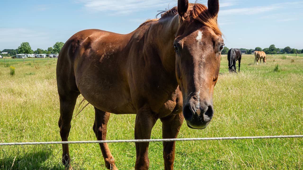 Losgebroken paard botst met twee auto's op Texel en overlijdt aan verwondingen