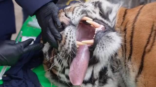 30 leeuwen en tijgers op transport vanuit gesloten Argentijnse dierentuin