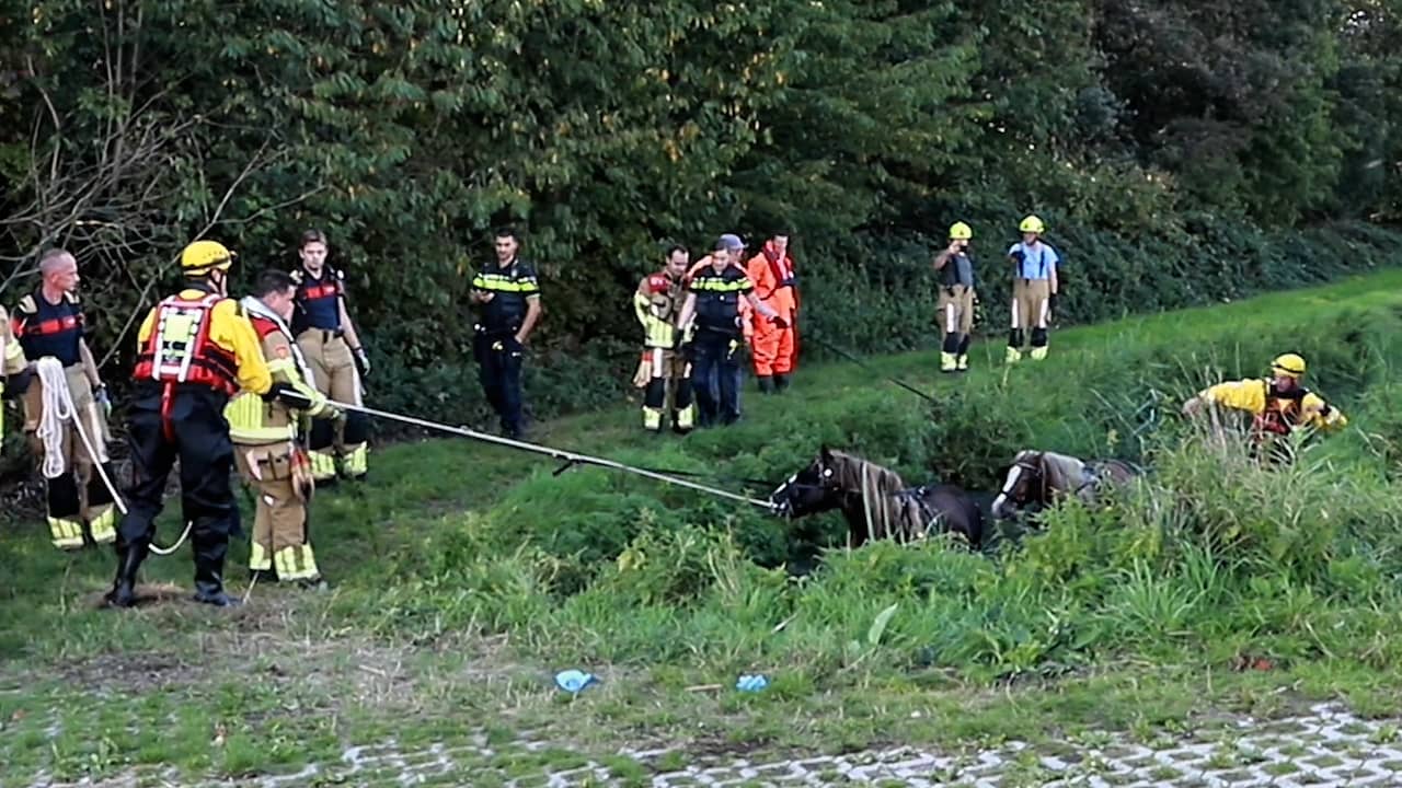 Video | Brandweer trekt paarden en koets uit het water in Wadenoijen