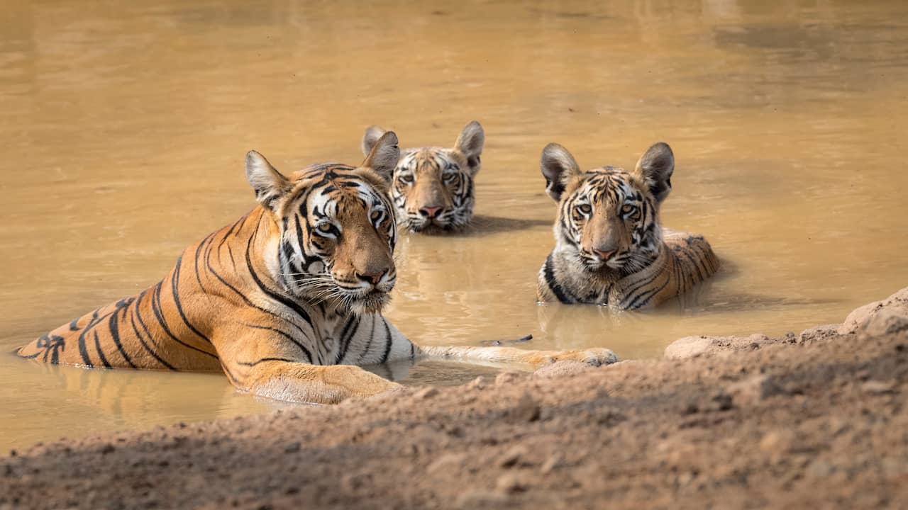 Helft wereldwijde dierenpopulaties is stabiel of groeit: 'Herstel binnen handbereik'