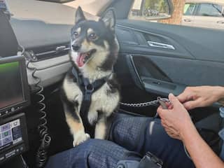 Officieel vierde regionale hittegolf, hond uit snikhete auto gered in Den Bosch