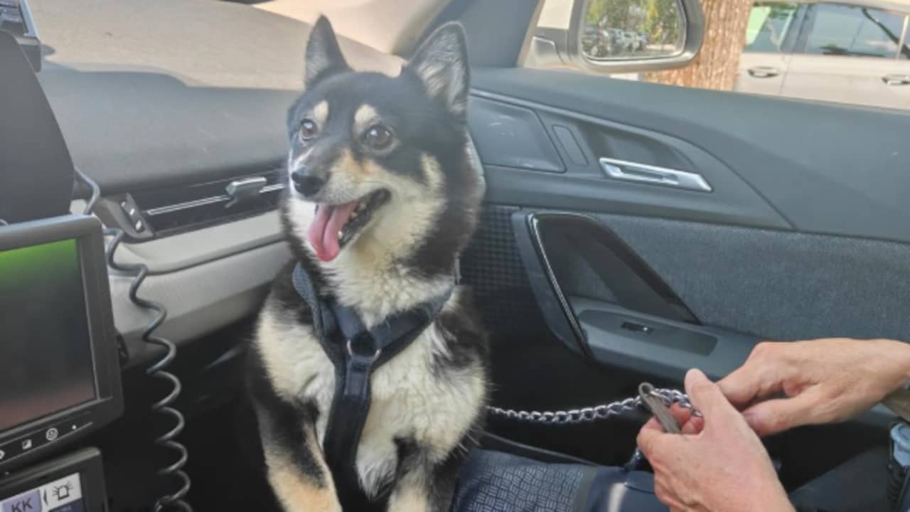 Officieel vierde regionale hittegolf, hond uit snikhete auto gered in ...