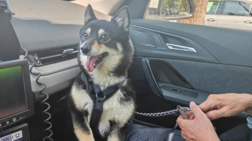 Officieel vierde regionale hittegolf, hond uit snikhete auto gered in Den Bosch