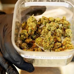 Man aangehouden voor overval legale wietkwekerij waarbij voorraad werd gestolen