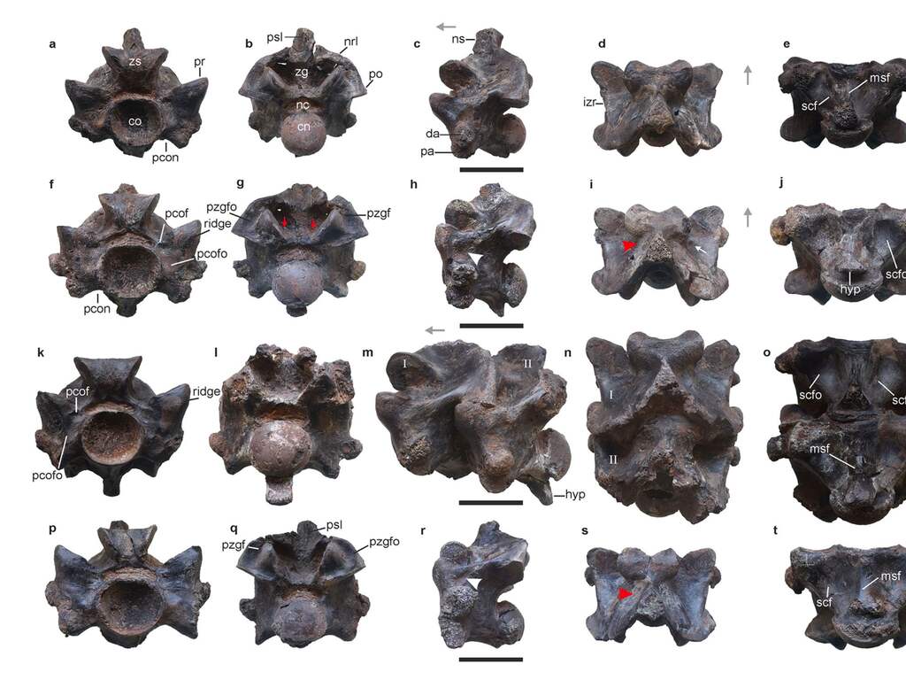 47 miljoen jaar oude wervels van mogelijk grootste slang ooit gevonden