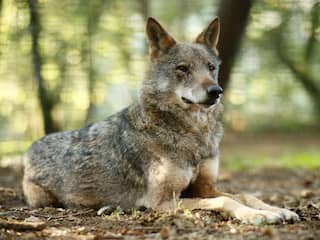 Politie ontvangt 'paar relevante tips' over doodgeschoten wolf in Gelderland