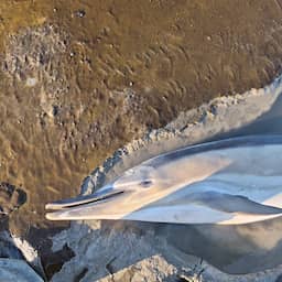 Weer een dolfijn aangespoeld op wad bij Wierum, dier overleden