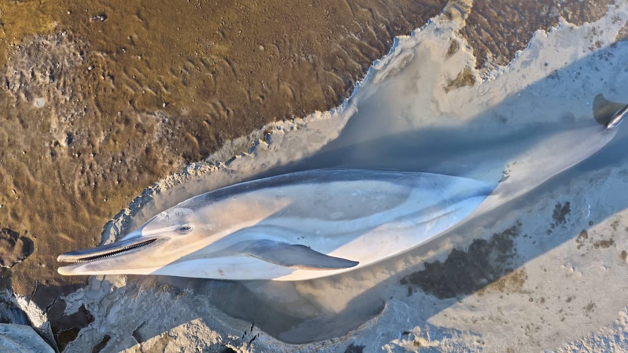 Weer een dolfijn aangespoeld op wad bij het Friese Wierum, dier overleden