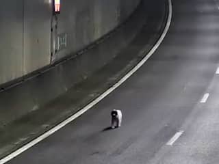 Verdwaalde hond rent over A16, verkeer tijdelijk stopgezet