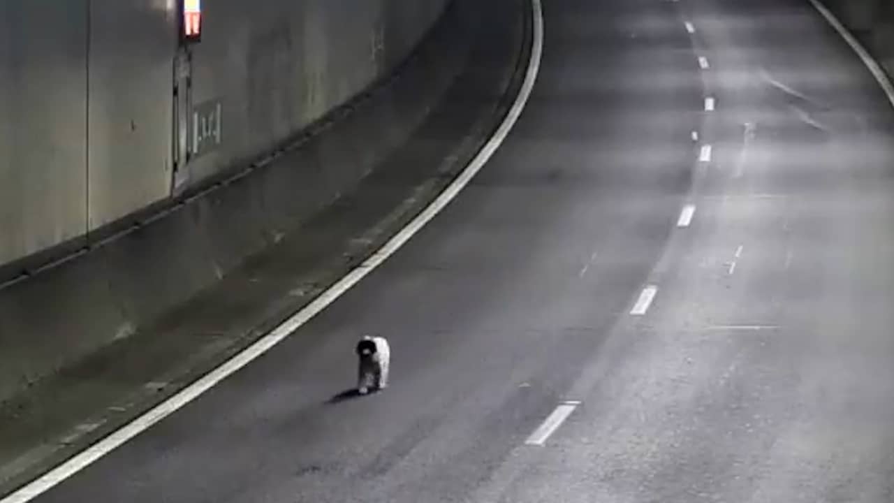 Verdwaalde hond rent over A16, verkeer tijdelijk stopgezet