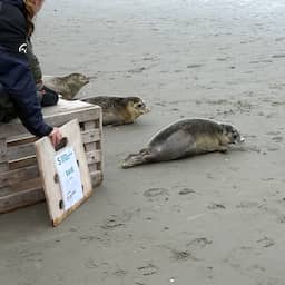 Zeehondenpup die werd gered bij illegale rave na maanden terug in Waddenzee