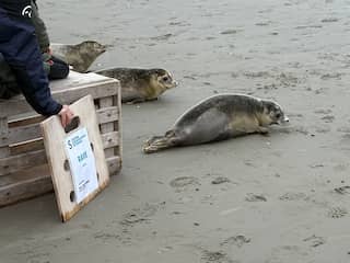 Zeehondenpup die bij illegale rave is gered na maanden terug in Waddenzee