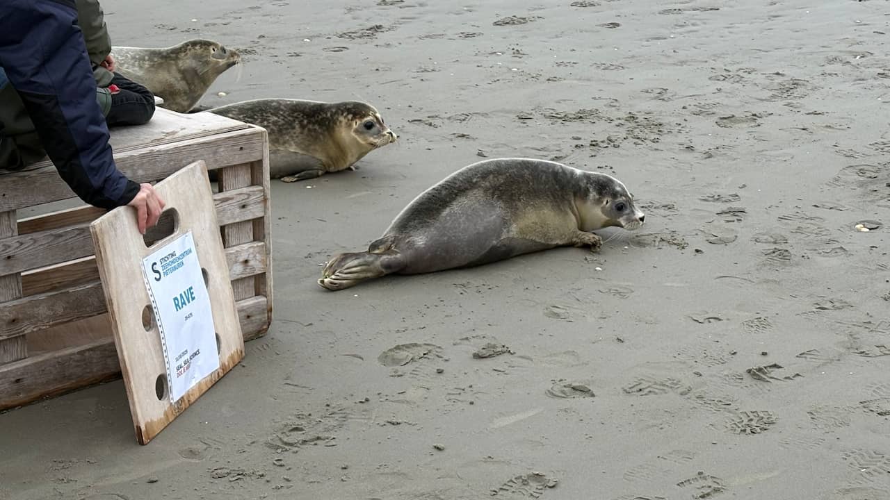 Zeehondenpup die werd gered bij illegale rave na maanden terug in Waddenzee