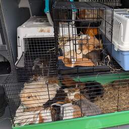 Opnieuw honderden verwaarloosde cavia's ingenomen bij fokker in Westerveld