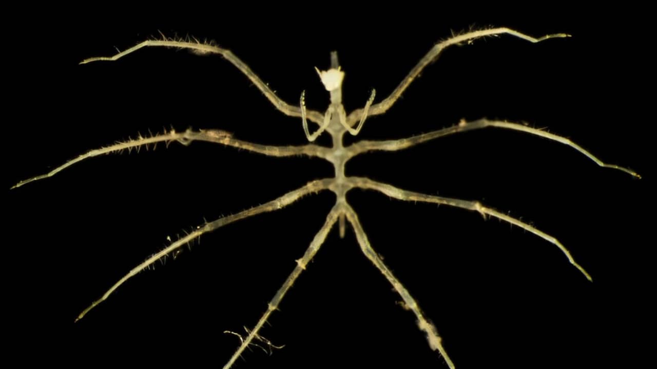 Honderden nieuwe diersoorten ontdekt tijdens mijnbouw op 4.000 meter diepte