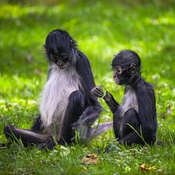 Slingerapen maken gebruik van elkaars kennis om sneller voedsel te vinden