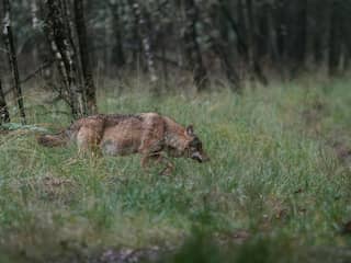 Provincies mogen agressieve wolf deze zomer bij incident eerder afschieten