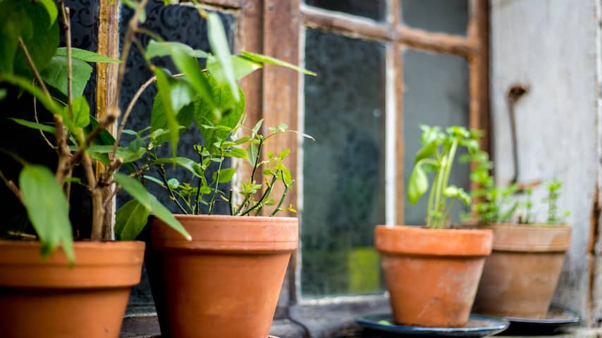 groene aanslag op potten verwijderen