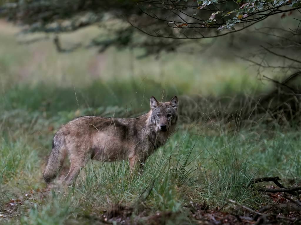 Wolvinnen DierenPark Amersfoort moeten verhuizen vanwege dominant gedrag