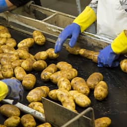 Toch geen doorstart voor aardappel- en frietproducent CêlaVíta