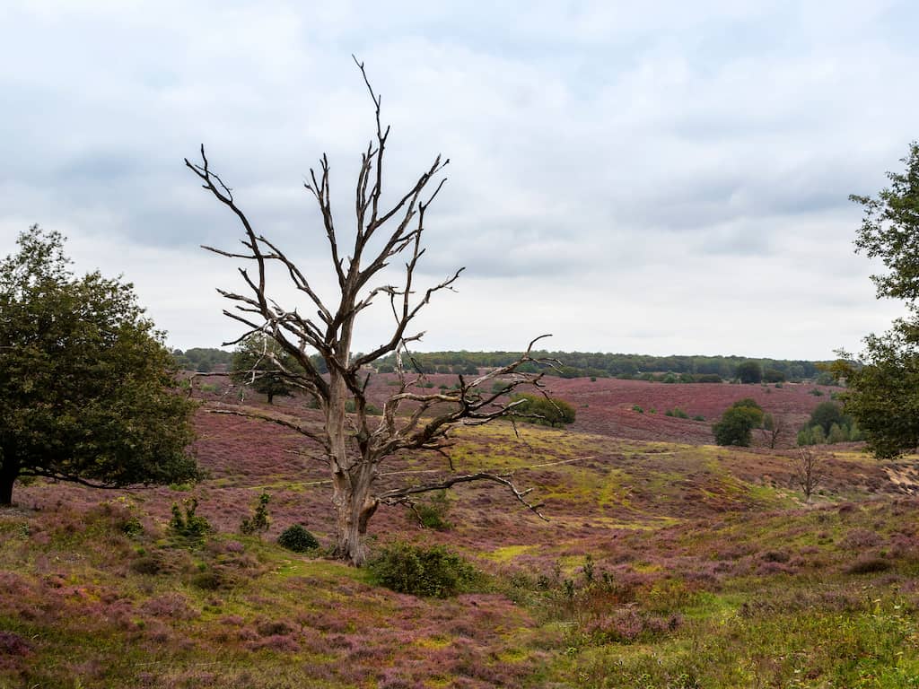 Natuurmonumenten wil in gesprek met Remkes stikstofdoelen niet bijstellen