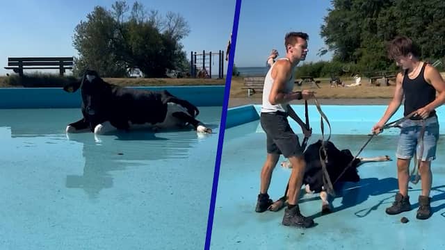 Omstanders slepen koe uit zwembad in Oudemirdum