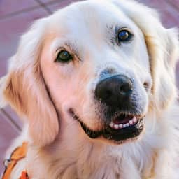 Klimmers stuiten op verdwaalde puppy die ruim een week vastzat op bergtop