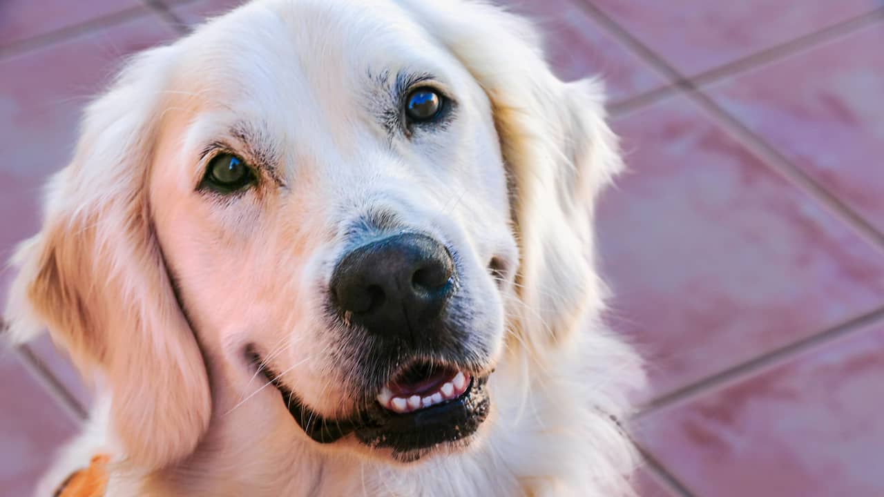Puppy overleeft negen dagen op ijskoude bergtop van 1.900 meter