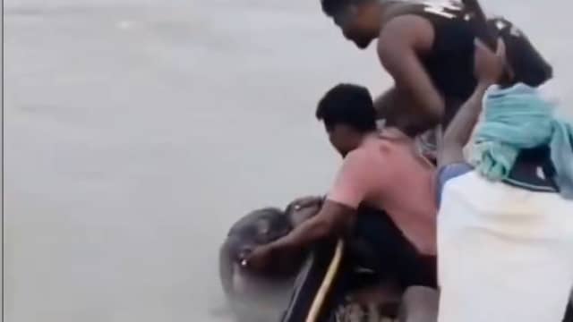 Olifantje raakt kudde kwijt en wordt gered uit rivier in India