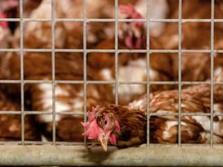 Landelijke ophokplicht pluimvee grotendeels ingetrokken, op Gelderse Vallei na