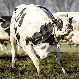 Tientallen koeien 's nachts kort uit weide ontsnapt en Heerhugowaard ingelopen