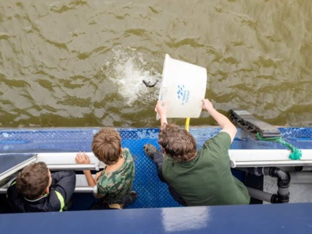 Zeventig jaar na uitsterven poging om wilde steur terug te brengen in Nederland