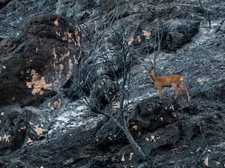 Hert tijdens een bosbrand in Spanje