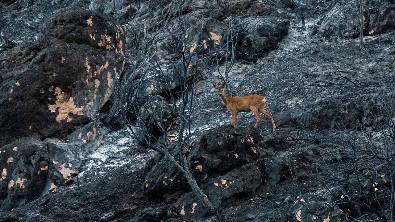 Nederlandse hulpverleners naar Spaans bosbrandgebied om dieren te redden